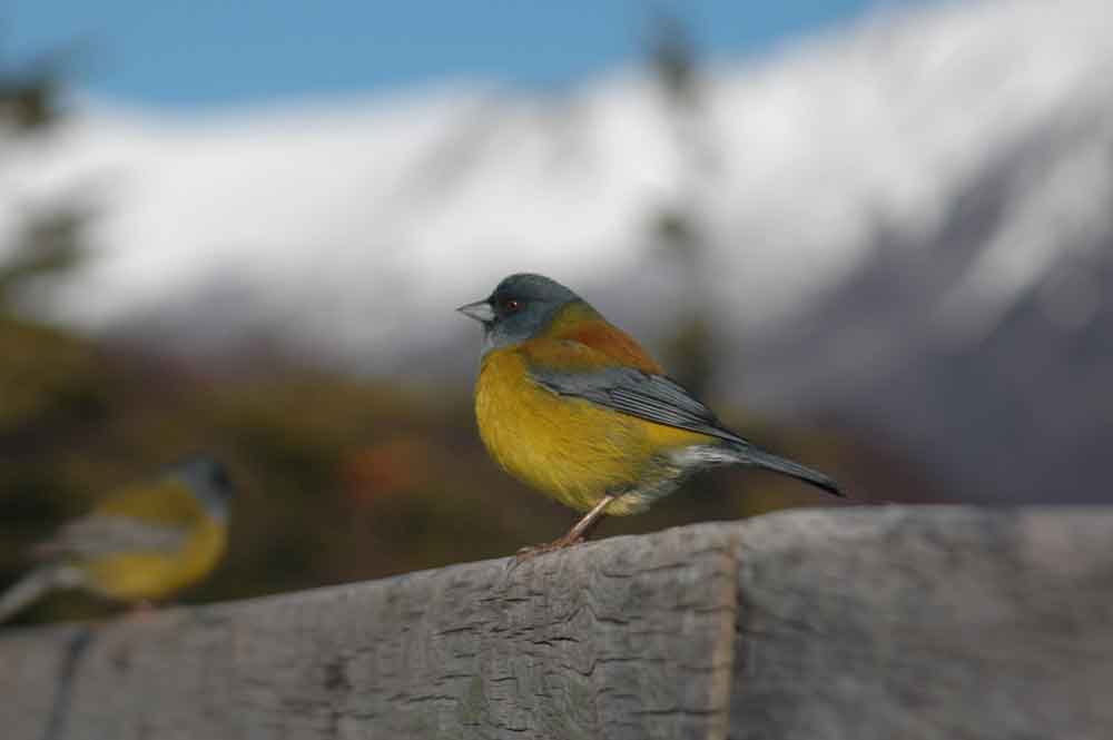 Comesebo - parque nacional de los Glaciares - Argentina 2.jpg